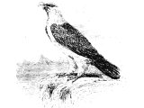 Lammergeir or Bearded Vulture (Gypaetus barbatus) Heb. PeReS (Lev.11, Deut.14)